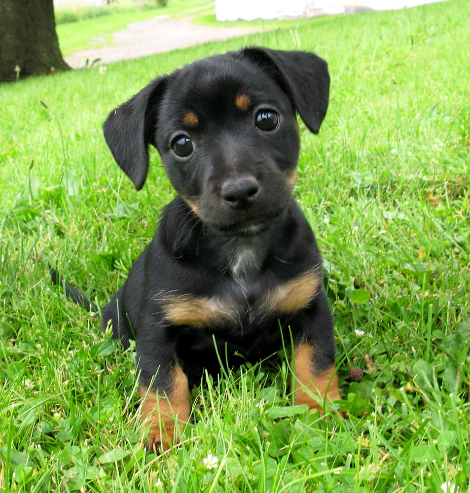 black and white jack russell terrier mix