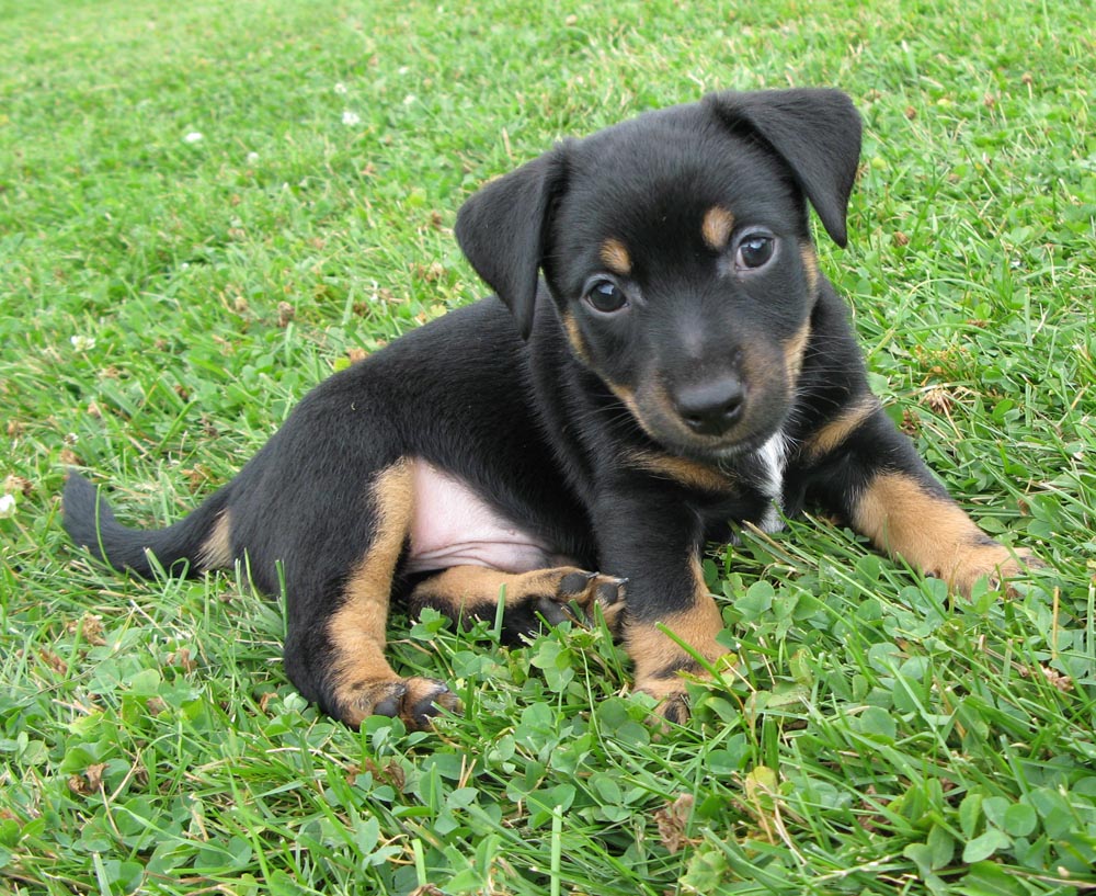 Black And Tan Jack Russell Terrier Puppy