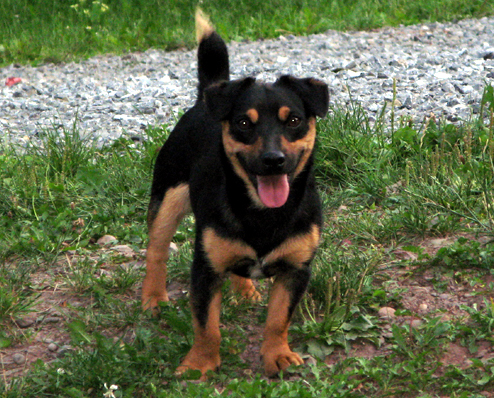 Black and tan sales jack russell puppy