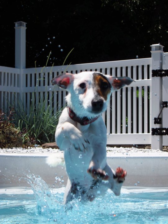 View Our Jack Russell Terriers Family Photo Album