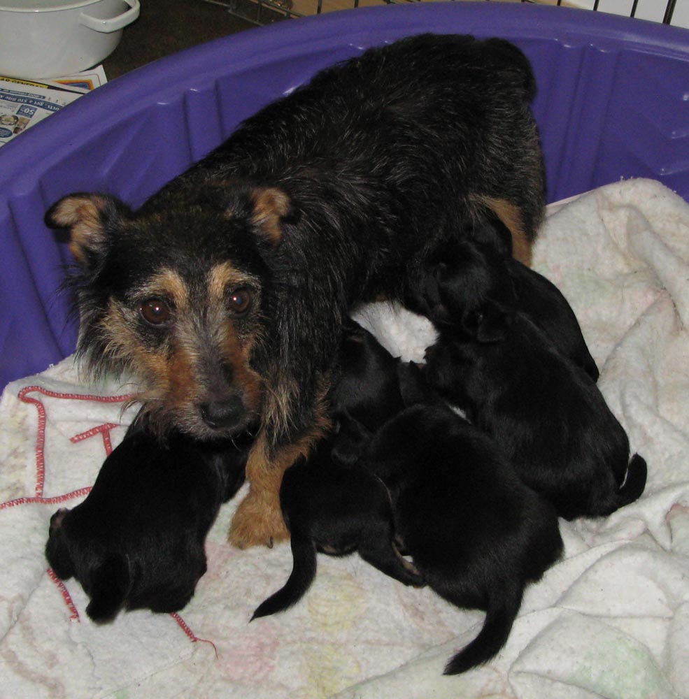 Puppies for sale in Delhi, New York. A small breed called black and tan jack russell terriers also known as hunt terriers, irish jacks, shorties and puddins.