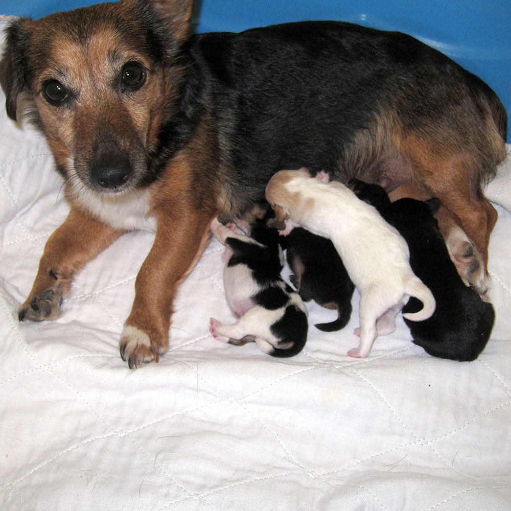 russell terrier puppies black white