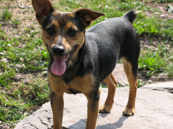 black jack russell terrier mix puppies