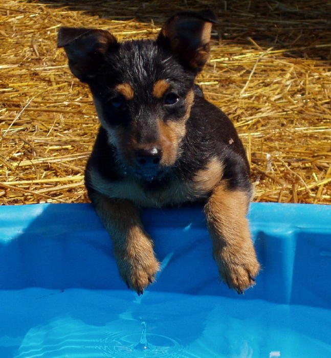 A picture of a female Russell Terrier dog with a beautiful black and tan, broken coat. She was bred be Aislinge Bray Terriers of Delhi, NY. We have puppies for sale.