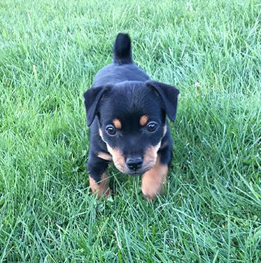 russell terrier, jack russell terrier, black and tan jacks, hunt terrier, irish jacks, irish jack russell, dog breeder, puppies for sale, NY, New York