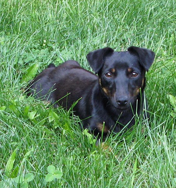 russell terrier, jack russell terrier, black and tan jacks, hunt terrier, irish jacks, irish jack russell, dog breeder, puppies for sale, NY, New York