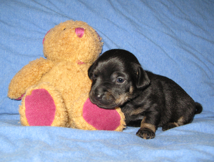 russell terrier, jack russell terrier, black and tan jacks, hunt terrier, irish jack russell terrier, dog breeder, puppies for sale, NY, New York