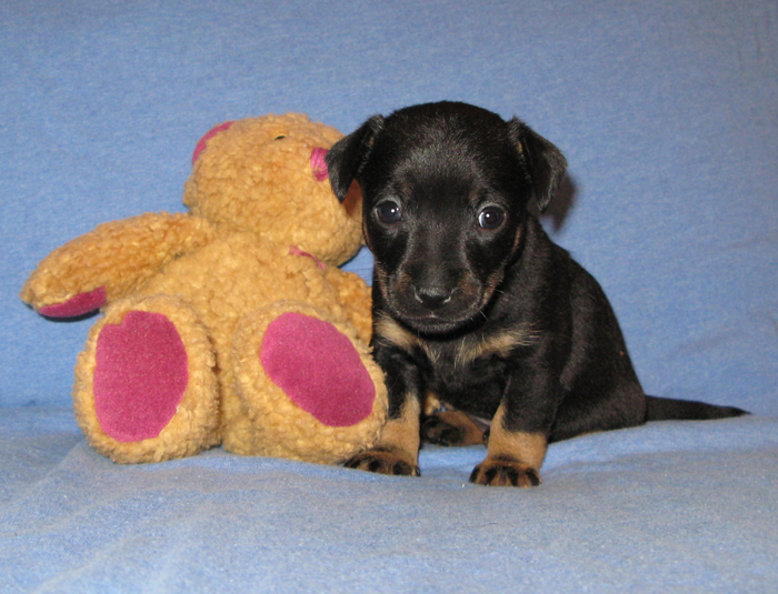 russell terrier, jack russell terrier, black and tan jacks, hunt terrier, irish jack russell terrier, dog breeder, puppies for sale, NY, New York