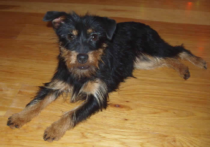 A breeder of hunt terrier puppies in Delhi, NY. A small dog who is Black and Tan colored with a lovely rough coat. 