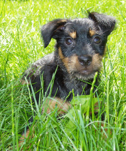 A picture of a young russell terrier puppy. She has a beautiful black and tan colored coat with the rough coated texture. Her name is Tullia. She comes from Old Irish lines of Jack Russells. 