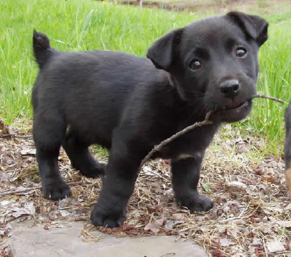 black white and brown jack russell terrier