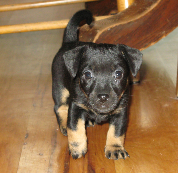 Aislinge Bray - Jack Russell Terrier - Russell Terrier - Black and Tan ...